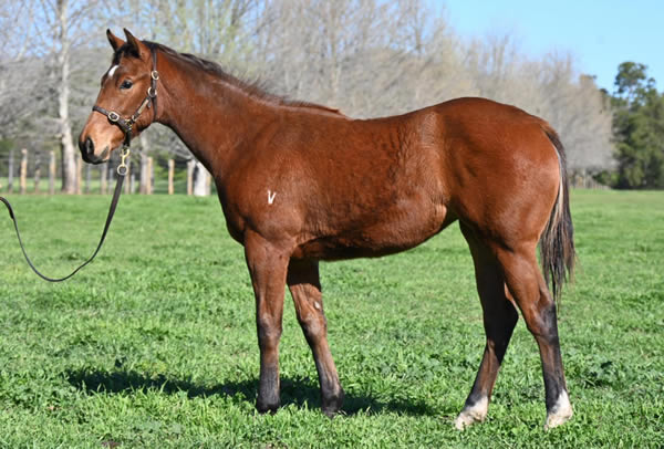 He might be the least expensive sire on the Vinery roster, but Headwater is value for money and has sired 100 winners this season including this new 2YO winner Blitzwater, another Inglis Digital success story! breednet.com.au/news/40123/nic…  <a href="/inglis_sales/">Inglis</a> <a href="/VineryStud/">Vinery</a> <a href="/kendrickracing1/">Kendrick Racing</a>