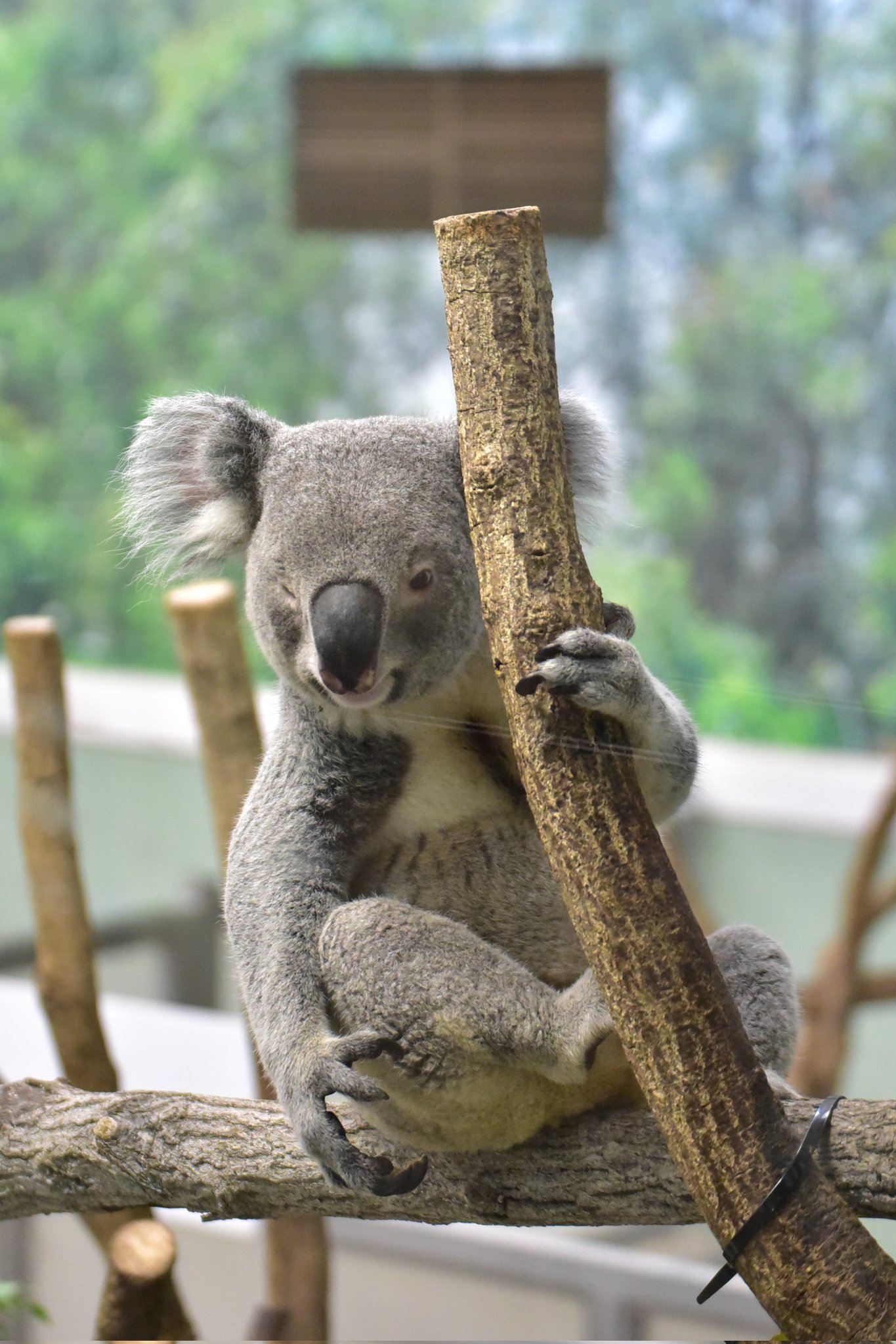 🐨やしじゅん🐨コアラー(2025もコアラ年) | あなた、スミレ