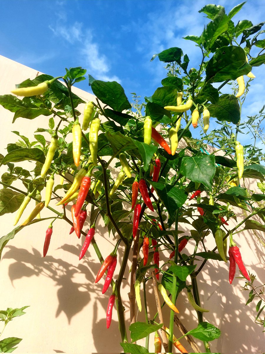 rince_life's tweet image. Selamat pagi temen2 aku mau share pengalamanku menanam cabe rawit skala hobi di pot halaman rumah 🌶🍃🌿

Cuma 2 pohon dan uda panen berkali2 🤗🌿 semoga membantu ya bagi yang mau tanam cabe buat komsumsi sendiri🤗🌱

               A THREAD  🌶🍃