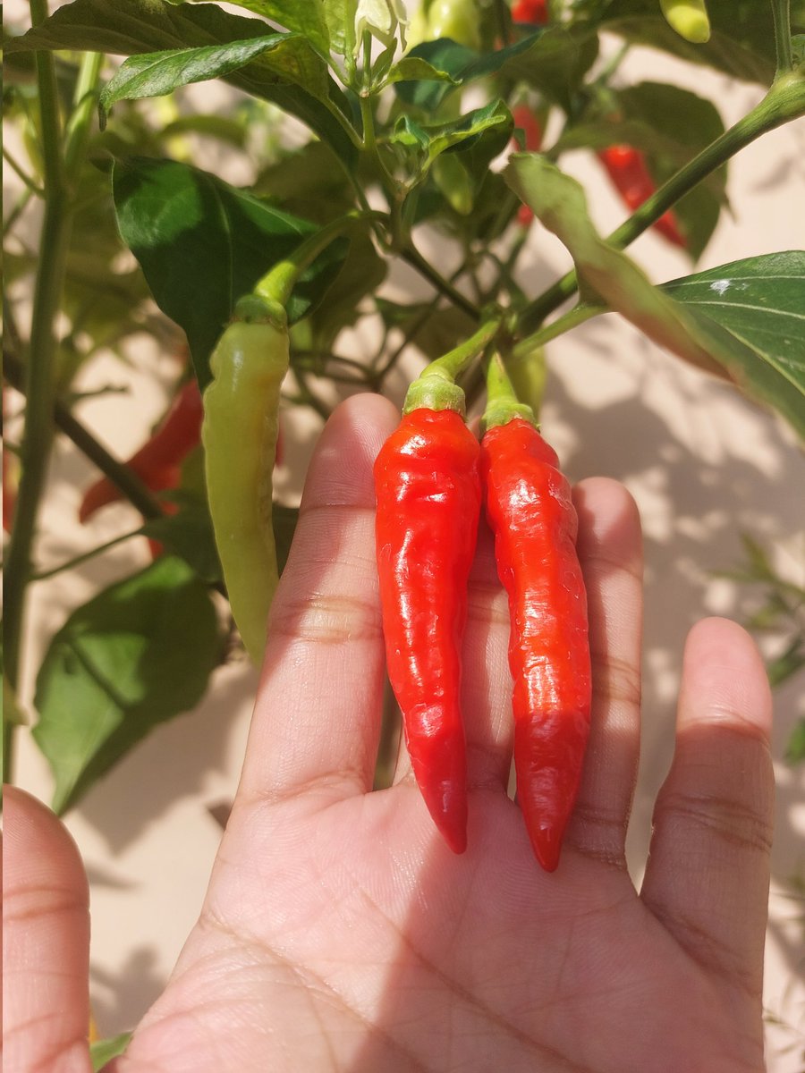 rince_life's tweet image. Selamat pagi temen2 aku mau share pengalamanku menanam cabe rawit skala hobi di pot halaman rumah 🌶🍃🌿

Cuma 2 pohon dan uda panen berkali2 🤗🌿 semoga membantu ya bagi yang mau tanam cabe buat komsumsi sendiri🤗🌱

               A THREAD  🌶🍃