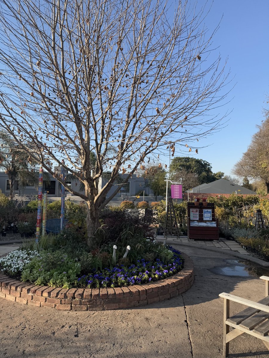 EckardsGarden's tweet photo. Midwinter and our famous circle garden is coming into flower in shades of blue and white with a touch of pink. The bulbs are popping through and we’re excited to see it all come together 🌸 #eckardsgarden #gardencentre #eckardscircle https://t.co/T9FhYGFUsm