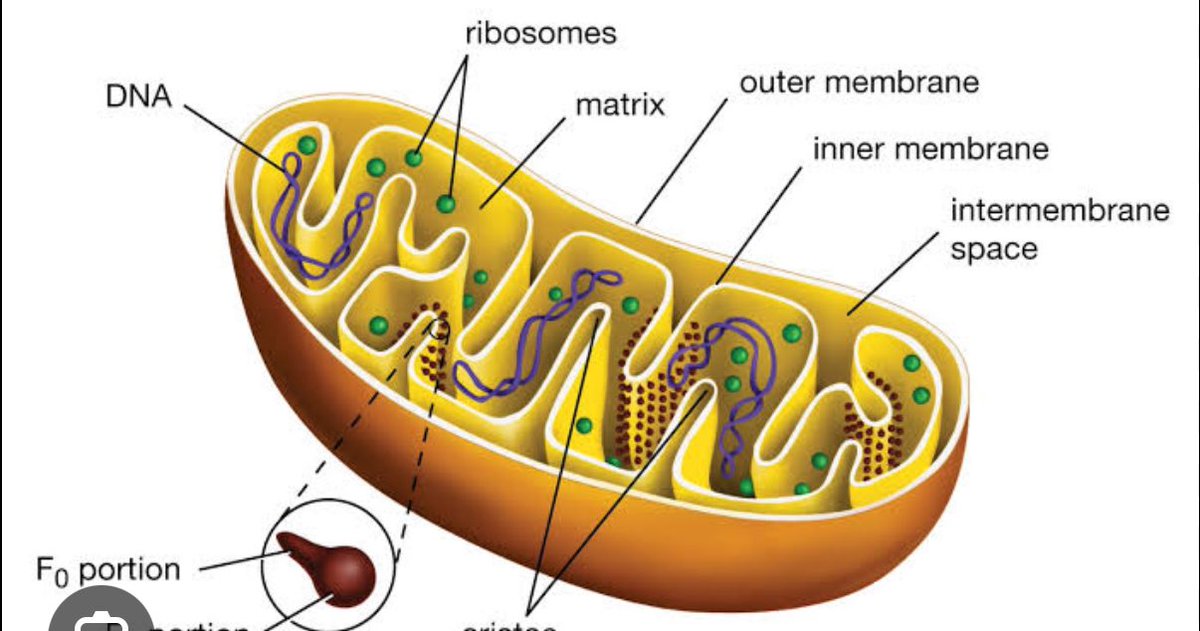 DietDrsayajirao's tweet image. Did you know ALL your mitochondria The energy powerhouses of your cells come from your MOM? 
Dad’s get destroyed after fertilization. Thank your mom for the spark that keeps you going! 💪 #ScienceFacts #Mitochondria #MomPower