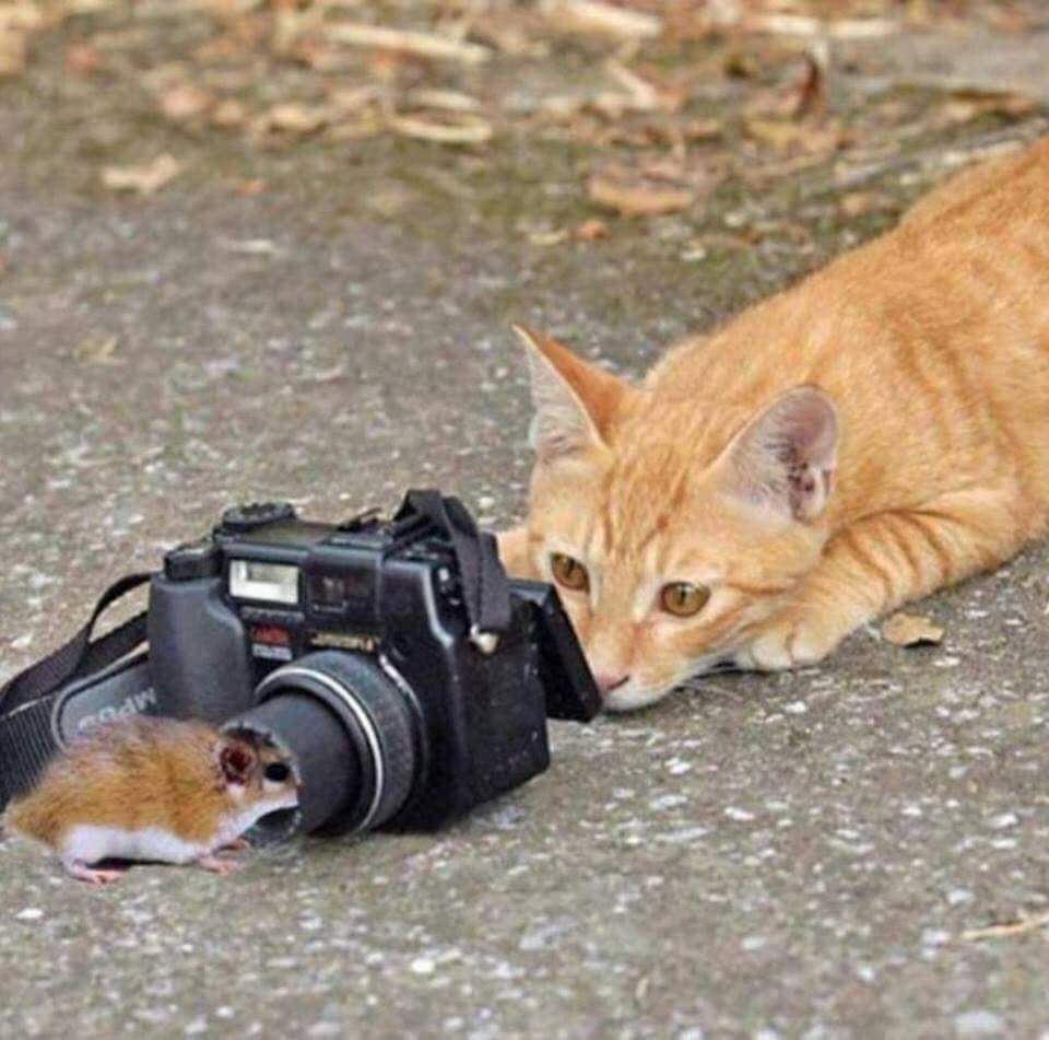 "A friend of a HYENA does not count the number of BITES"~ Fulani wisdom