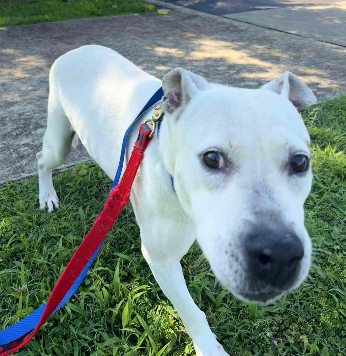 Donna Lac (@lacdonna) on Twitter photo Nick has been rescued by Angels Among Us Rescue and Boarding. Please honor your pledges and post confirmation here. Thank you for supporting Nick!
🔹 PayPal: angelsamongusrescueandboarding@gmail.com
🔹 Credit Card: paypal.com/donate/?busine… Nick has been rescued by Angels Among Us Rescue and Boarding. Please honor your pledges and post confirmation here. Thank you for supporting Nick!
🔹 PayPal: angelsamongusrescueandboarding@gmail.com
🔹 Credit Card: paypal.com/donate/?busine…