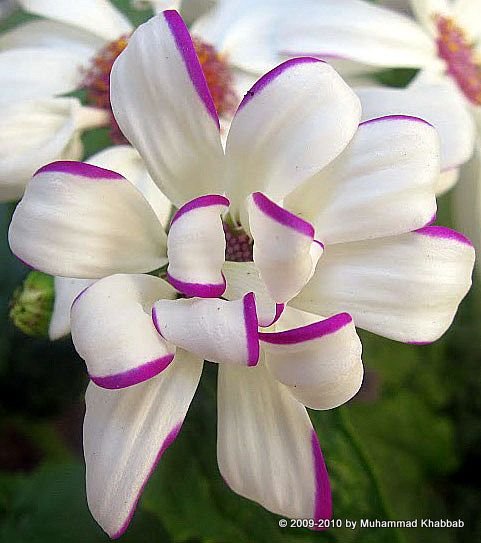 Naturepathway's tweet photo. Elegant white petals with delicate purple edges. #FlowerPhotography #WhiteAndPurple #UniqueBloom https://t.co/05ZL7UojDn