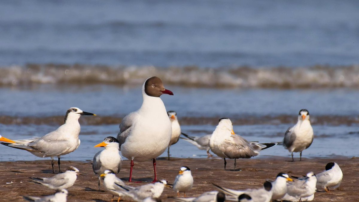 El Gobierno aprueba la declaración de 10 nuevas Zonas Especiales de Conservación (ZEC) de la Red Natura 2000

miteco.gob.es/es/prensa/ulti…