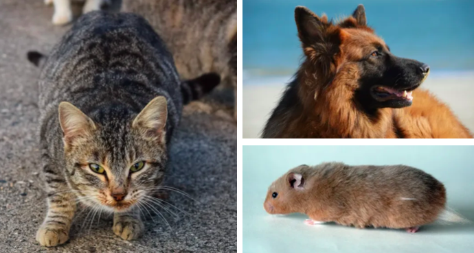 Quand un animal dévore son maître.
Quelque chose me dit qu'après la lecture de ce billet de blog vous  regarderez différemment votre chat, votre chien ou votre hamster... 
lemonde.fr/blog/realitesb… [Rediff]