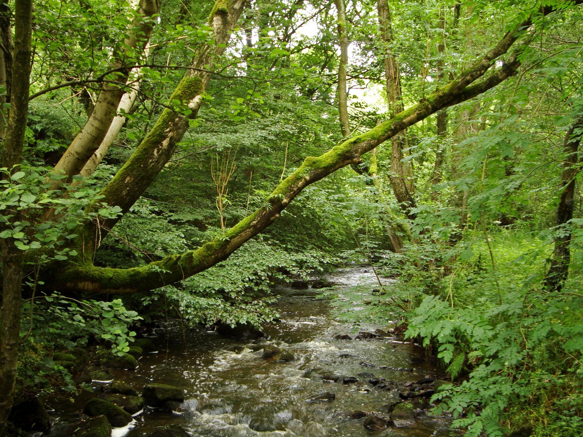 This afternoon, the Planning Bill enters the House of Lords. 

Within it is a proposal that would make it easier to destroy the woods, rivers and wildlife we all love - by weakening the laws that keep them safe.

If Part 3 isn’t changed or scrapped, nature will pay the price. ⚠️