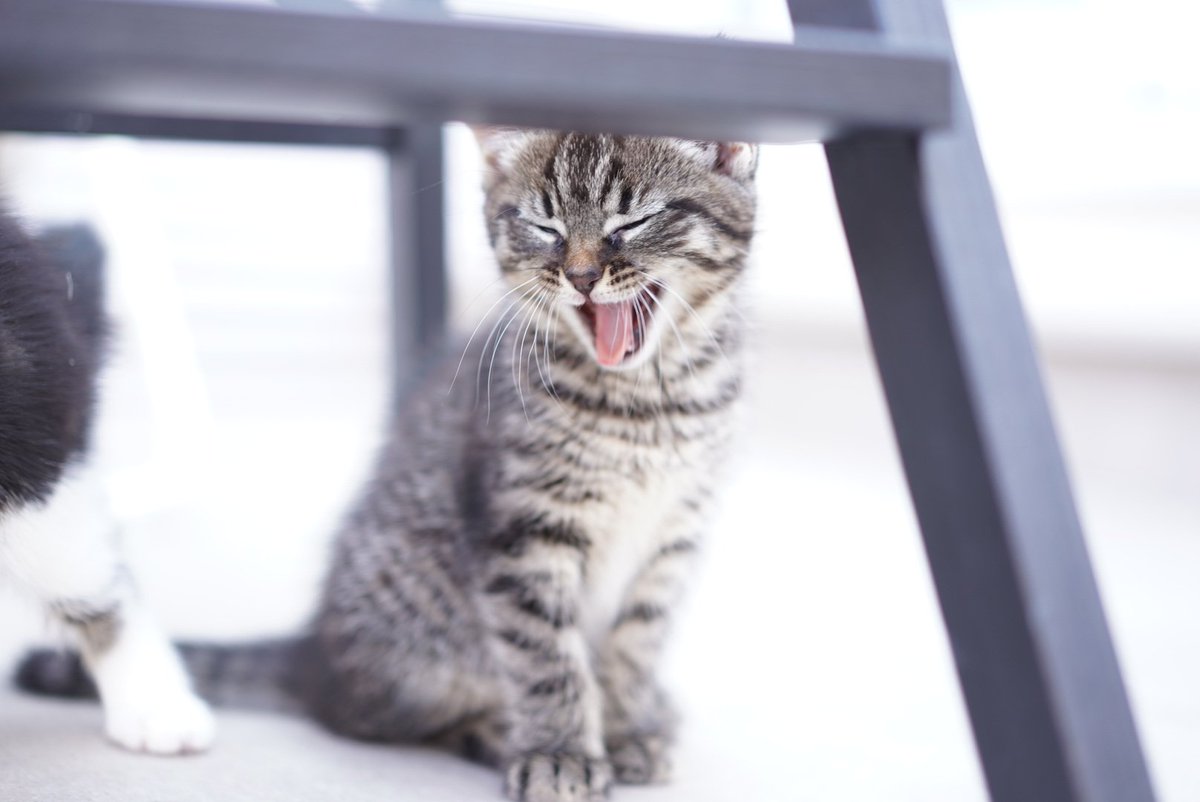 喵流青年😼 tweet media