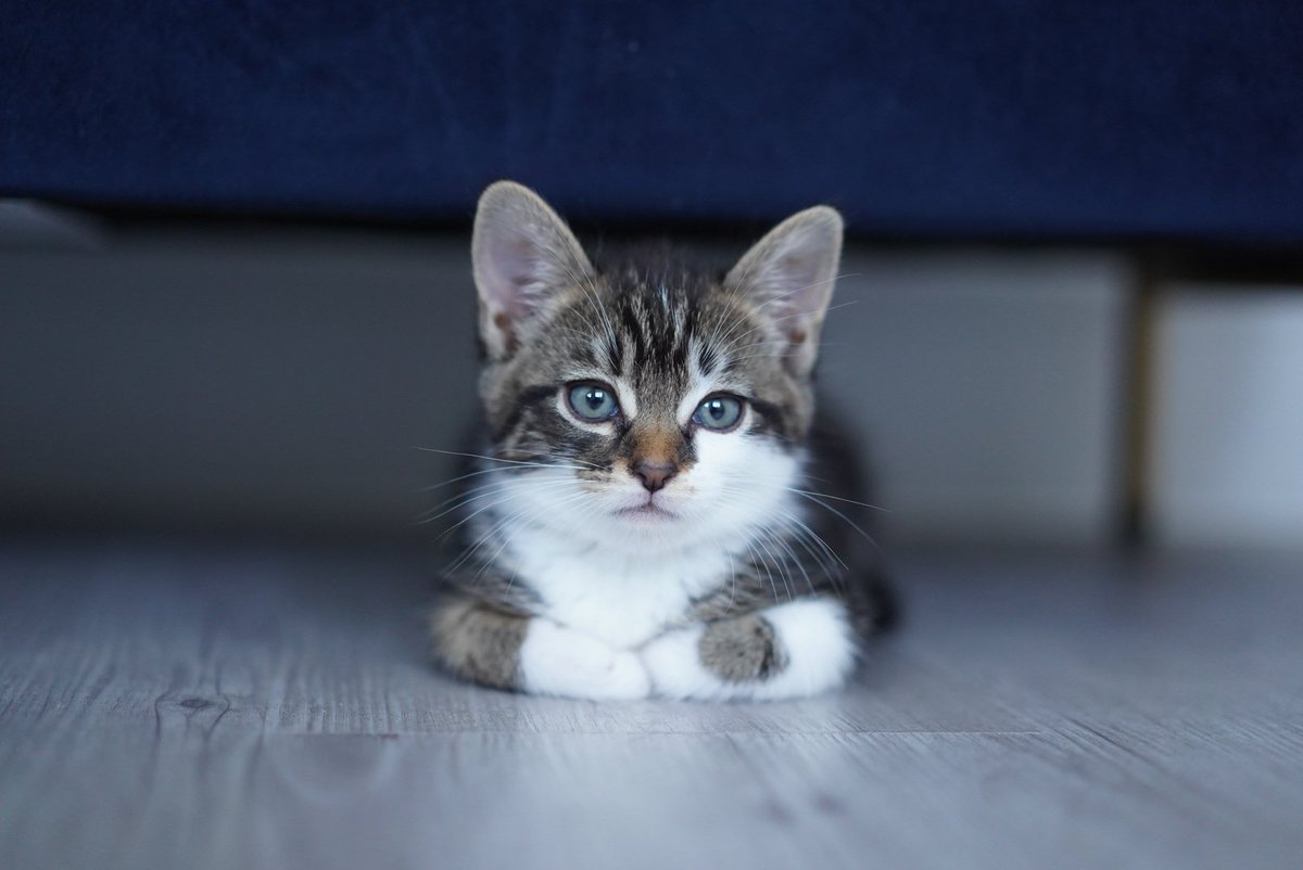 喵流青年😼 tweet media