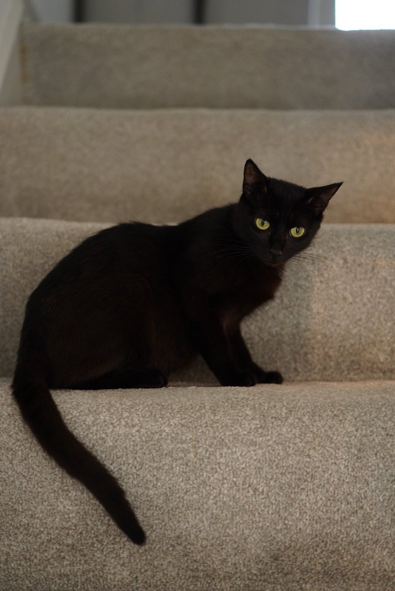 喵流青年😼 tweet media