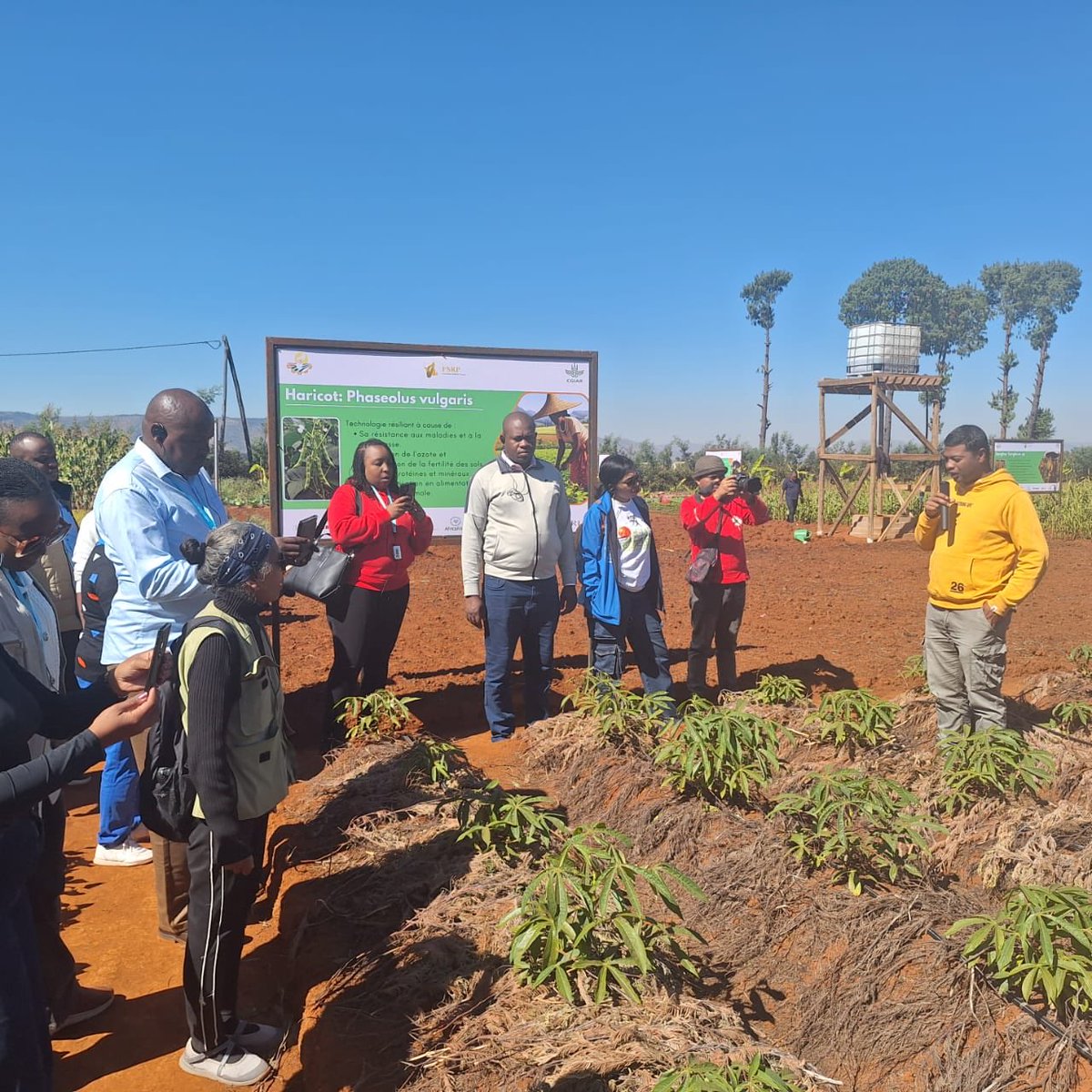South-South @Work (@sstc_mp) on Twitter photo #Day3 of the Kenya-Madagascar exchange: Delegates are in the field visiting FIFAMANOR seed production centre and three cooperatives partnering with Natura in Antsirabe, Madagascar. 🌱🤝 #SSTC #ILO PARTNERSHIPS #KenyaMadagascar <a href="/D_Chando/">Duncan Chando</a> <a href="/petervan_rooij/">Peter van Rooij</a> #Day3 of the Kenya-Madagascar exchange: Delegates are in the field visiting FIFAMANOR seed production centre and three cooperatives partnering with Natura in Antsirabe, Madagascar. 🌱🤝 #SSTC #ILO PARTNERSHIPS #KenyaMadagascar <a href="/D_Chando/">Duncan Chando</a> <a href="/petervan_rooij/">Peter van Rooij</a>