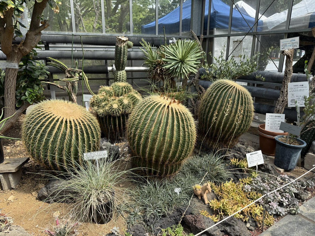 今夜も再放送！🌴
熱帯植物に心が洗われる回です🪴
一応、予定では3回分の再放送ラストなので、ぜひ観てね〜！ #ソロ活女子のススメ