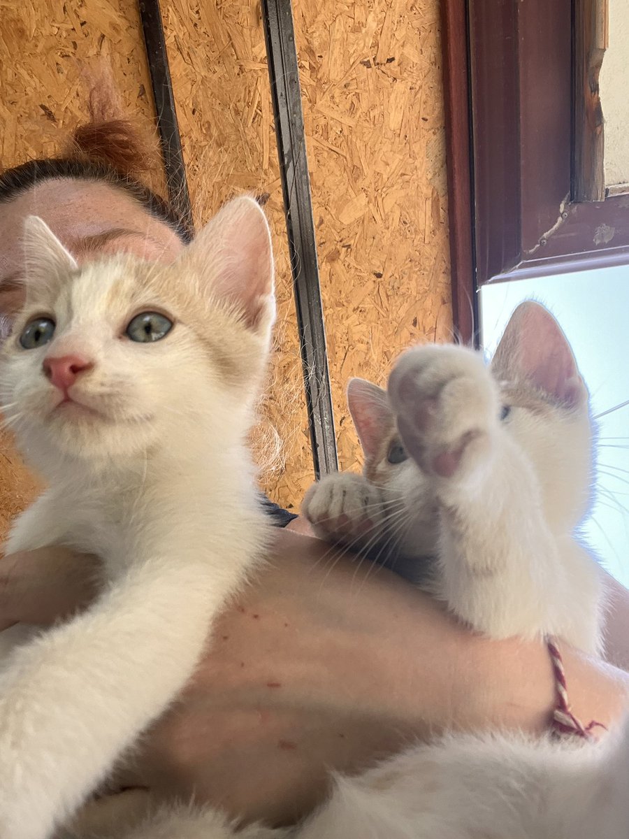 Kapıdan kaçarken gödlerinden yakalanma suretiyle tutuklanan o ikili 😭😭