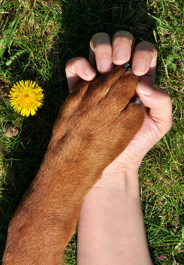 🔥🌡 ¡Cuidado con el #asfaltocaliente! 

Antes de sacar a tu #perro a pasear, coloca el dorso de tu mano sobre el suelo durante 5 segundos  

Si no puedes aguantar el calor, él seguramente tampoco🐾

#DíaMundialPerro
#WeLoveAnimals