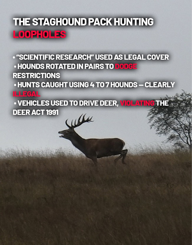 Protect the Wild (@protectthewild_) on Twitter photo The true face of hunting with hounds reveals All 3 staghound packs were seen chasing or killing deer โ in direct breach of the Hunting Act, using the loopholes.
Credit: <a href="/NDHuntSabs/">North Dorset Hunt Saboteurs</a>
Full report ๐
protectthewild.substack.com/p/20-years-on-โฆ The true face of hunting with hounds reveals All 3 staghound packs were seen chasing or killing deer โ in direct breach of the Hunting Act, using the loopholes.
Credit: <a href="/NDHuntSabs/">North Dorset Hunt Saboteurs</a>
Full report ๐
protectthewild.substack.com/p/20-years-on-โฆ