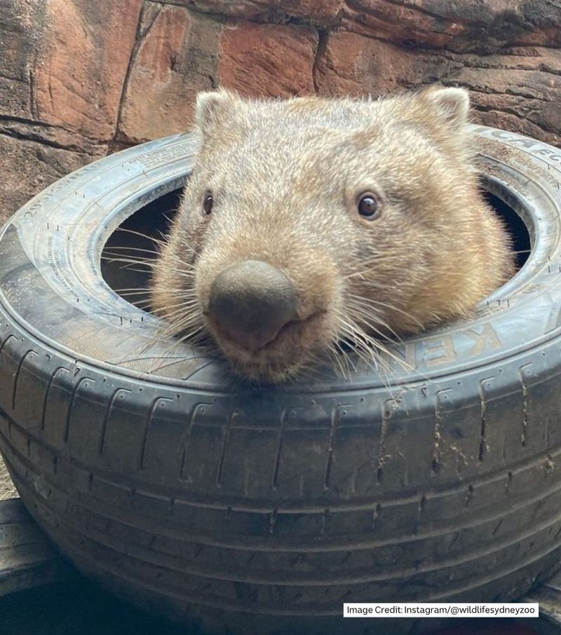 Surprise! It is #WombatWednesday.   
<a href="/millyfromoz/">MillyCat 🌈 and RovyCat 🇦🇺</a> <a href="/Miezebiene/">☮️🇺🇦 Phoebe, Juno and their human Sabine</a>
<a href="/madridnantes/">Maria Simon</a> <a href="/PuddlesO/">Miss Kona & Puddles (her hoom)</a>
<a href="/kirstym53/">Smudge and 🌈 Angel Maggie</a> <a href="/scruffkit/">Siblings of Scruffkit</a> <a href="/JoyceTurkington/">Big Smudger and tiny Pixie</a> <a href="/AmbassacatBXL/">Titi</a>
<a href="/Eliot01375004/">Eliot, big brofur of Atwood & Borys 🇦🇺 🇺🇦</a>
