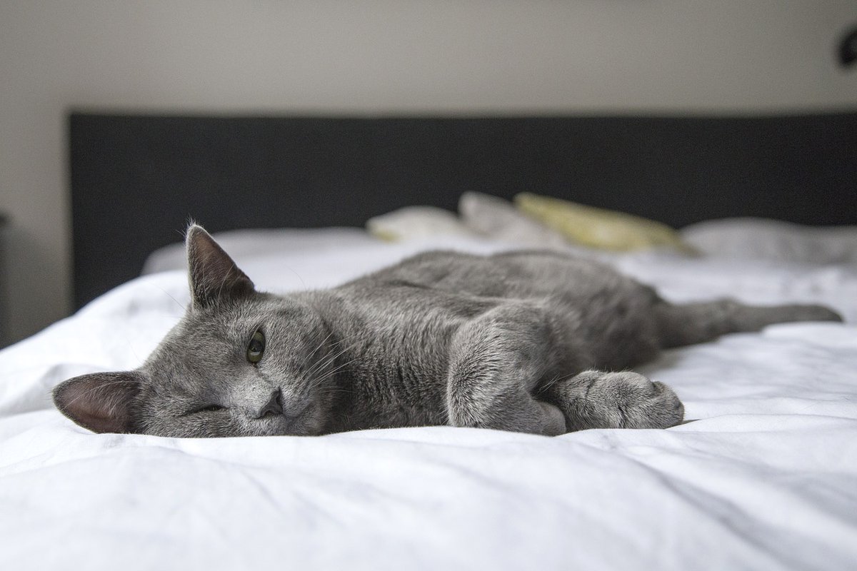 RachelHGrant1's tweet photo. "Nureyev slept in the early morning sun, dreams caressing his soul. Peace painted his feline body in beautiful shades of grey." Read feline tale Nureyev Dreams: https://t.co/X8IjR4N7Nj https://t.co/TamKw0t8tL