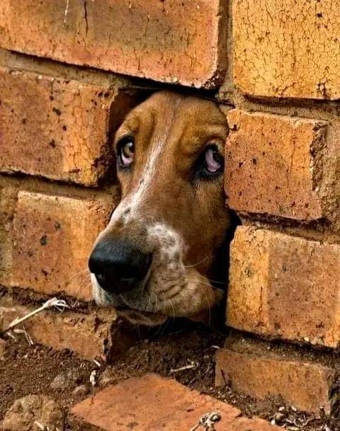 After u get relegated give us Witbooi