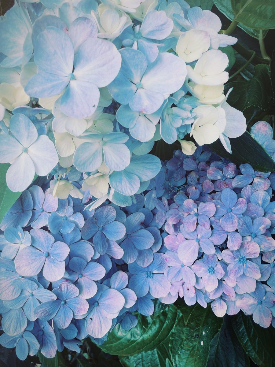 yomophotos's tweet photo. 今年最後かな、紫陽花

#紫陽花 #花 #flowes #写真 #カメラ
#写真好きな人と繋がりがたい 
#カメラ好きな人と繋がりたい https://t.co/QvtXD0omN8