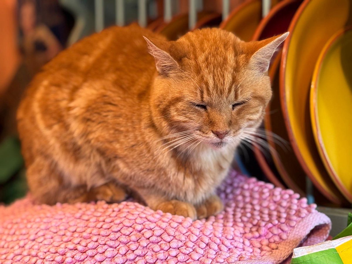Catastrophes Cats Rescue tweet media