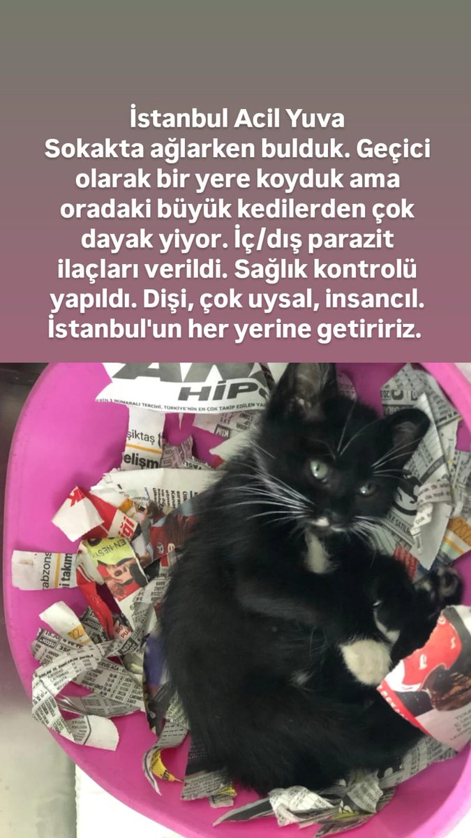 aysn_c's tweet photo. #sahiplen #yuvaarıyor #kedisahiplenme #acilyuva #istanbulacilyuva https://t.co/Cxii9RLfAC