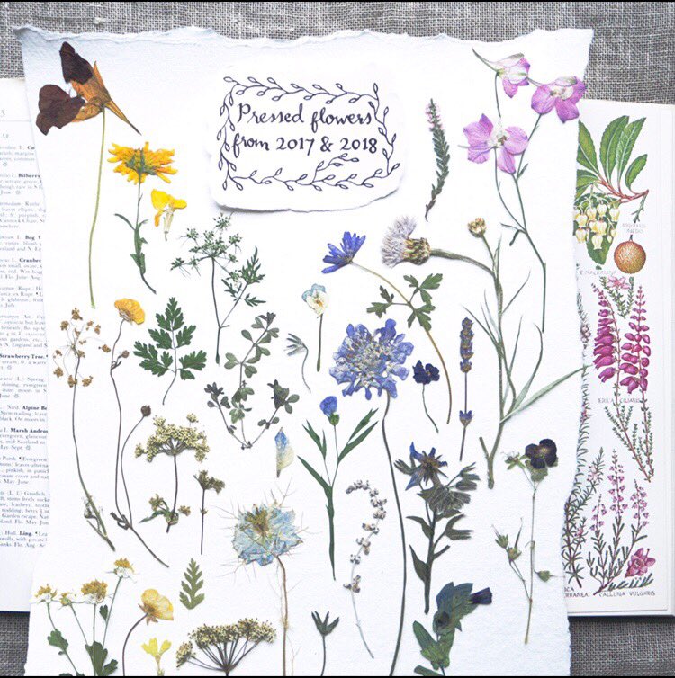Some herbaria/pressed flower collections I've made. 
I'm basically an Edwardian lady botanist.
Take a moment to look at the botanical details in my photos-research shows that looking at eg. my cowslips means you'll recover from stress more quickly today due to the positive effect