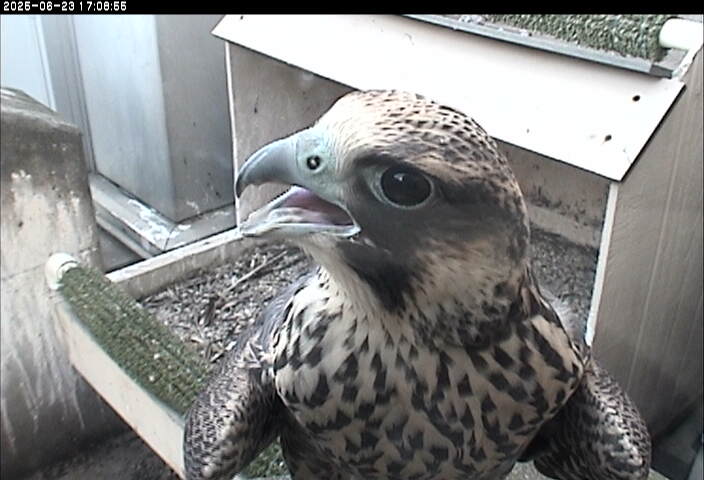 Young peregrine "Yellow" crashes the party at the Pitt Peregrine nestbox birdsoutsidemywindow.org/2025/06/25/yel…