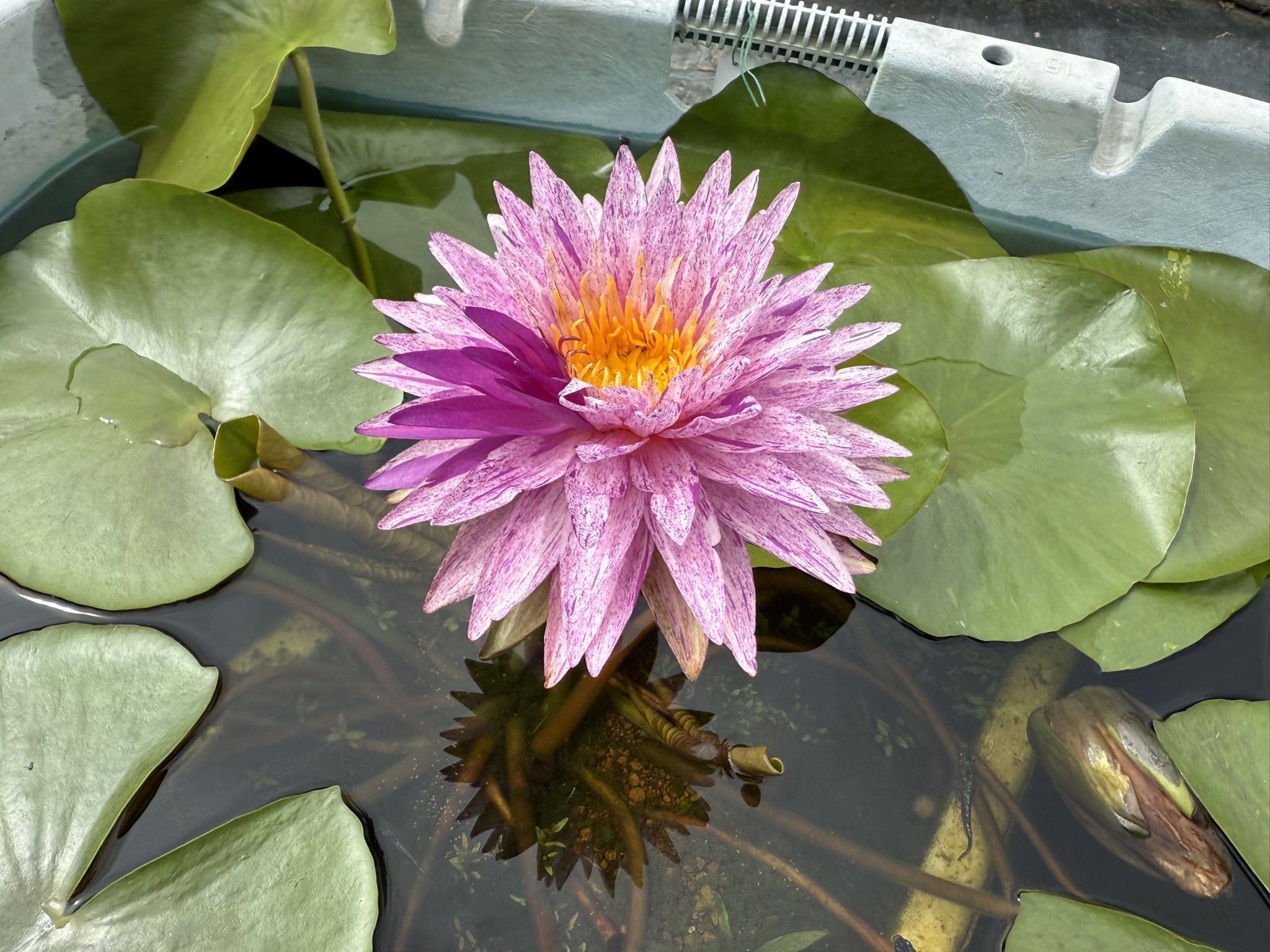 Nymphaea odorata subsp. tuberosa（ニュンパエア・オドラタ