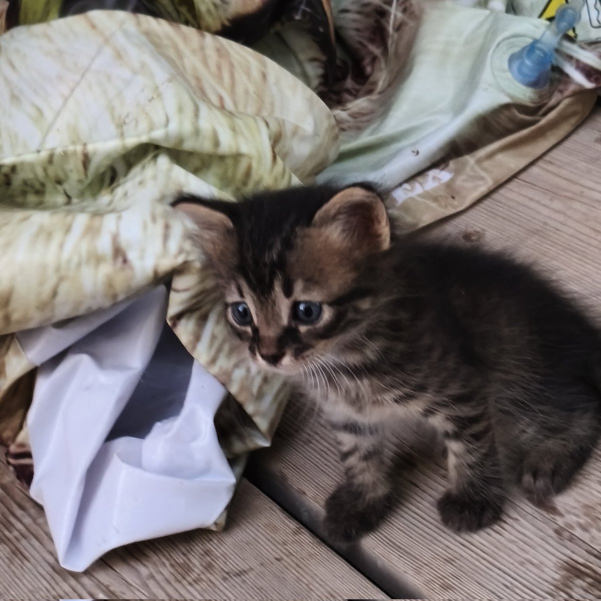 דינוזאוור המקורי 🍇 tweet media