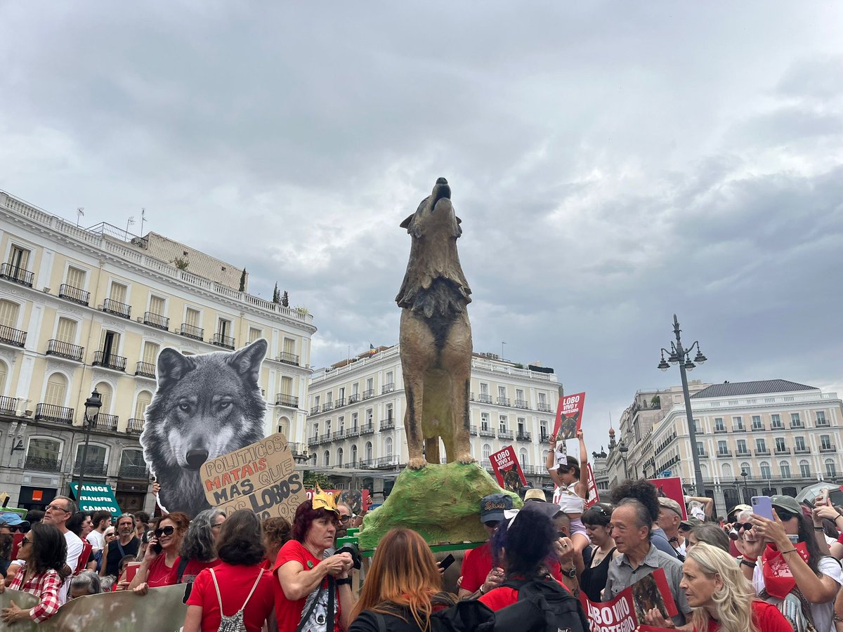 España habló claro el domingo en Madrid: el lobo no está solo.
 Miles salimos a la calle porque no aceptamos más falacias para justificar su muerte.
 Esto no acaba aquí. 
 💚 Súmate a la defensa del lobo ibérico 🐺
 👉 migranodearena.org/reto/fondo-par…
 📸 Foto: Rosa María Tristán