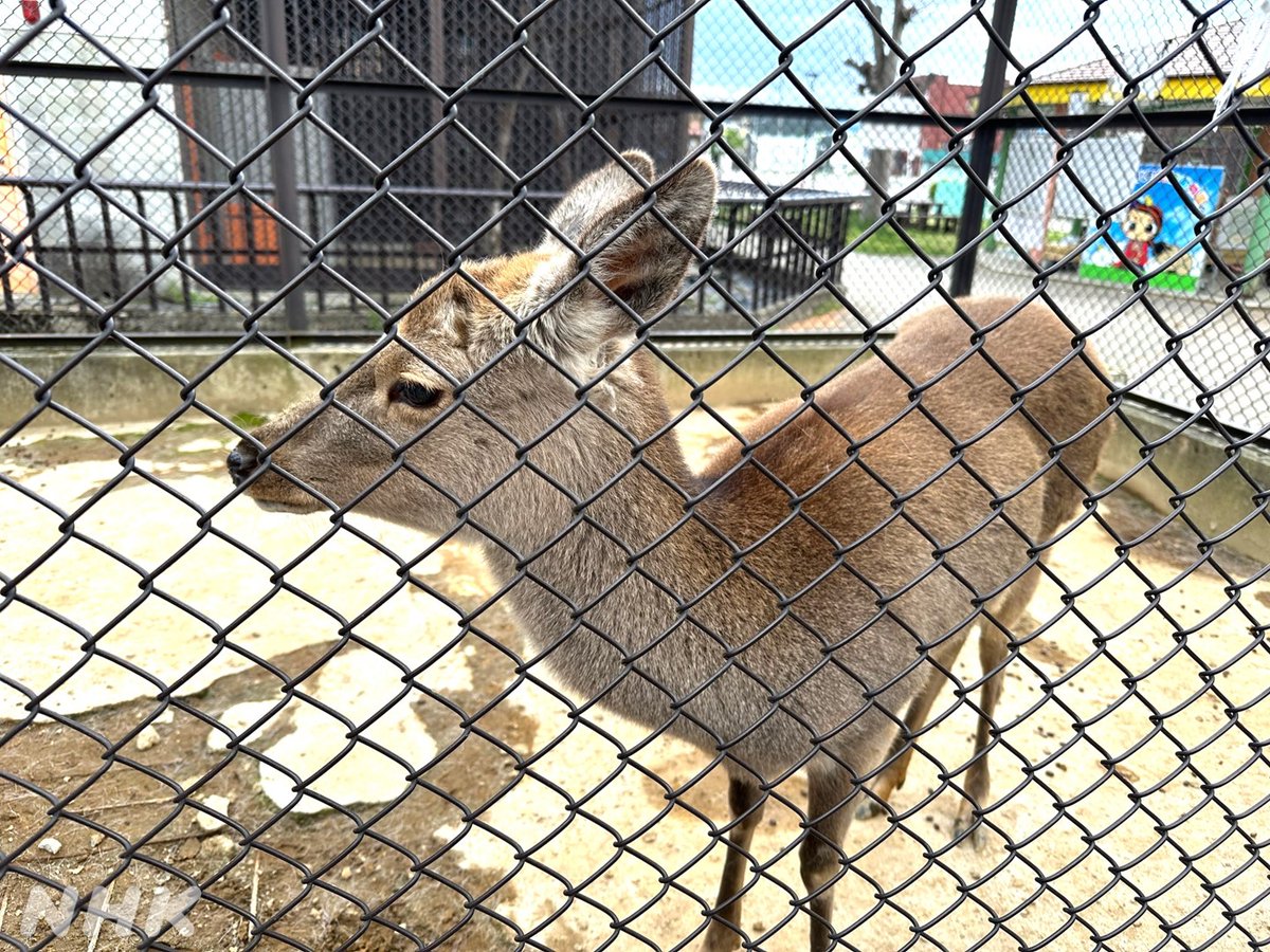 nhk_72HR's tweet image. 今週27(金) 夜10:00
#ドキュメント72時間
山形🐵🦊小さな動物園で🐰
山形・河北町にある24時間無料で入れる動物園。担当は山形局の水谷D。取材する中で好きになったのは、シカ🦌の「マザー」とハリネズミ🦔の「タワシ」だそう(2匹いて、写真がタワシかどうかは不明)。動物好きのみなさま~、ぜひ!