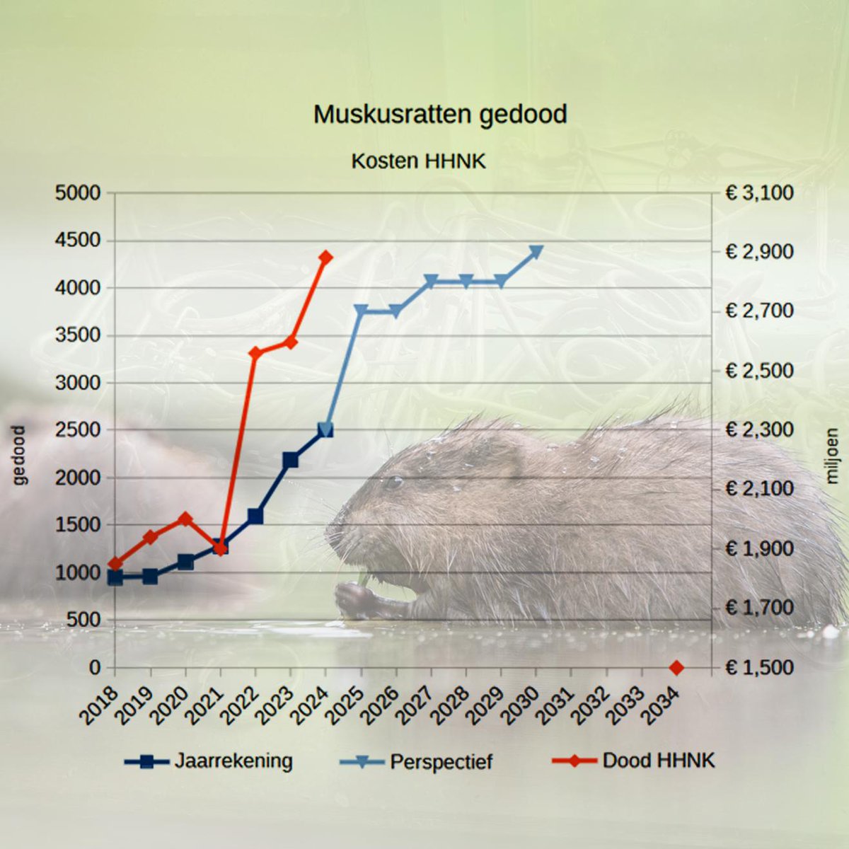 Het waterschap wil de muskusrattenpopulatie in 2034 op nul hebben. Bij een aantal waterschappen is dit werk uitbesteed. Hierdoor ontbreekt controle op o.a. dierenwelzijn. Vanavond stellen we deze uitbesteding ter discussie. #HHNK #muskusratten #PvdD
