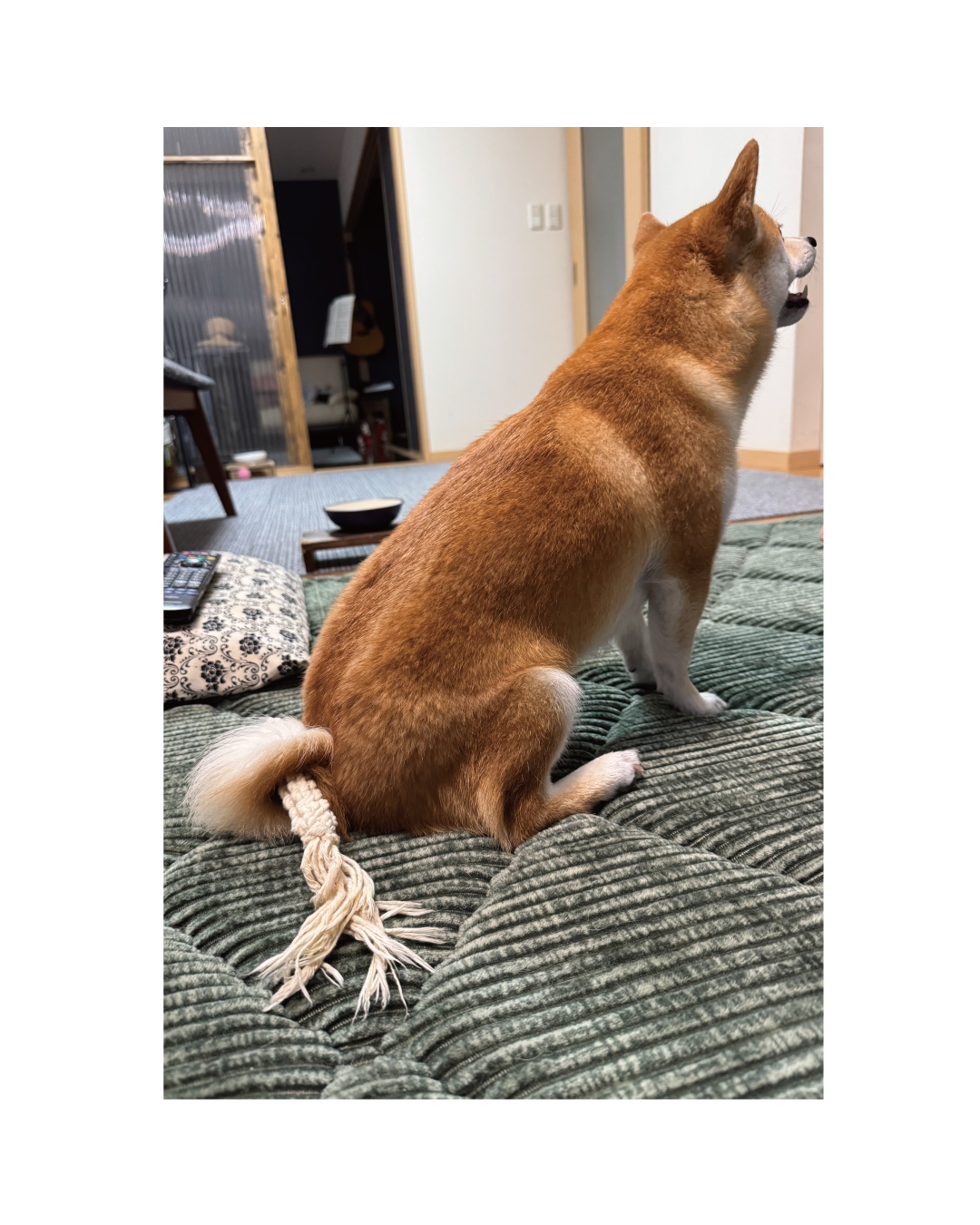 どすこいしばけん様 リクエスト 4点 まとめ商品 柴犬の尻尾様 リクエスト 4点 まとめ商品 【公式通販】