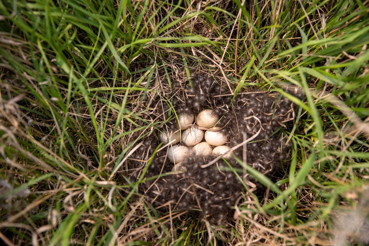 It’s nesting season across the prairies, and this is where it all begins. Every successful nest brings us one step closer to more ducks over your decoys.