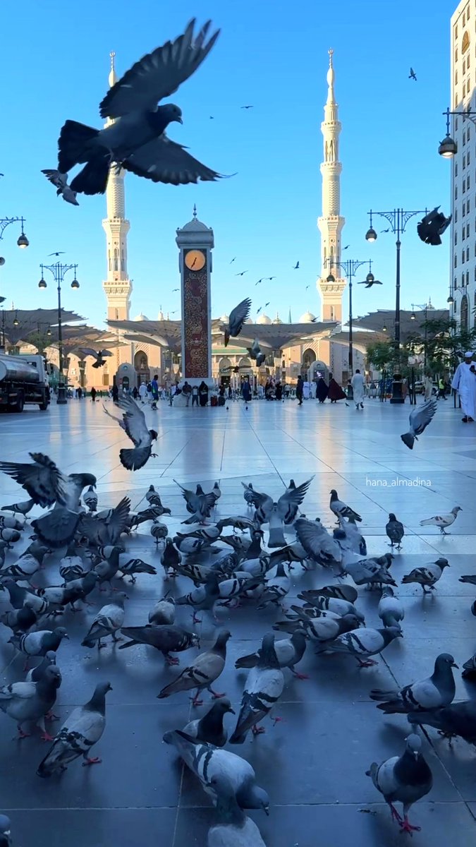 hana_almadina's tweet photo. وهذا حمام المدينة يصبح عليكم 🕊️🕊️ https://t.co/4k6z6M25jz