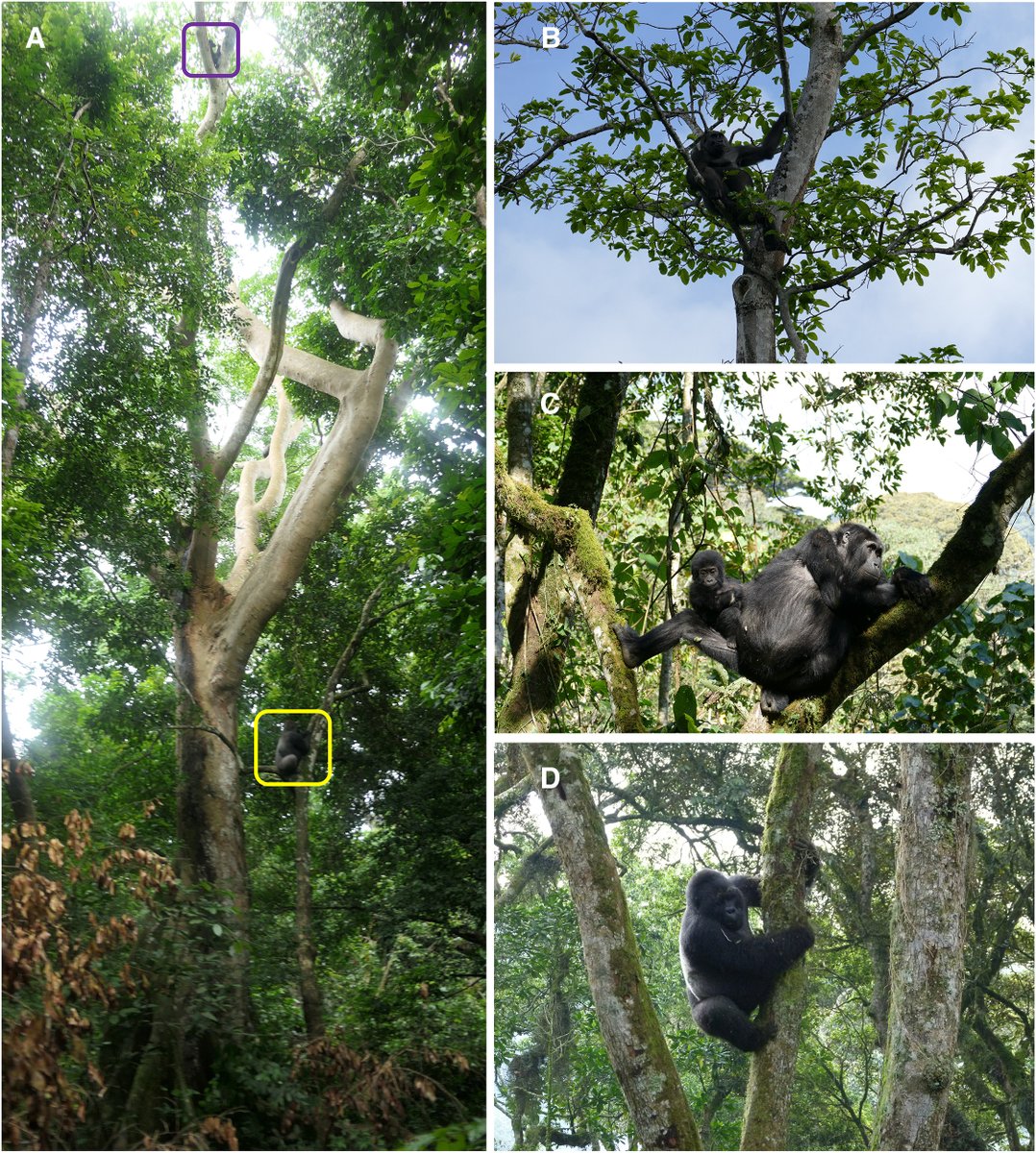 "There is debate over the importance of the arboreal niche in hominid evolution."

Read here an interesting article showing that "gorillas are more arboreal than previously reported and that arboreality is not always driven by fruit consumption nor limited by body size".