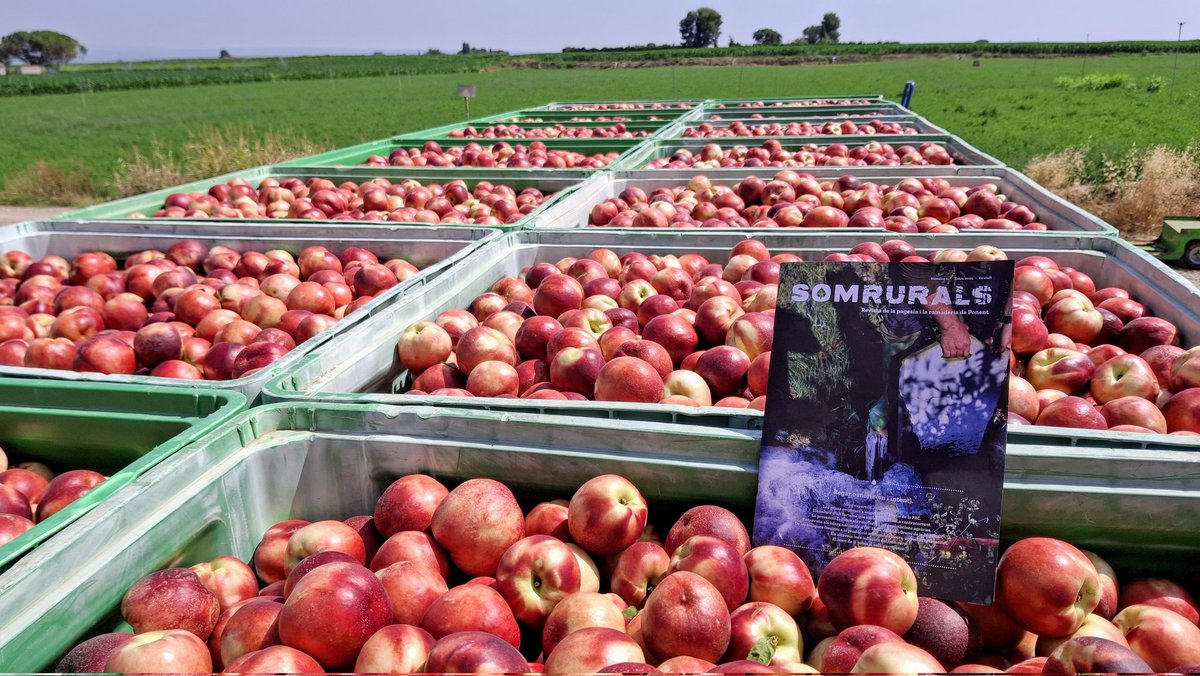 No ho diries pero a vegades al mig del mon rural apareixen amagades petites joies periodístiques. La revista Som Rurals n'és una. Editada pel colectiu  <a href="/somgarrigues/">Som Garrigues</a> ens vacuna contra tòpics i mostra el país real. A la xarxa ➡️ somgarrigues.cat/som-rurals/13/… i a Spotify.