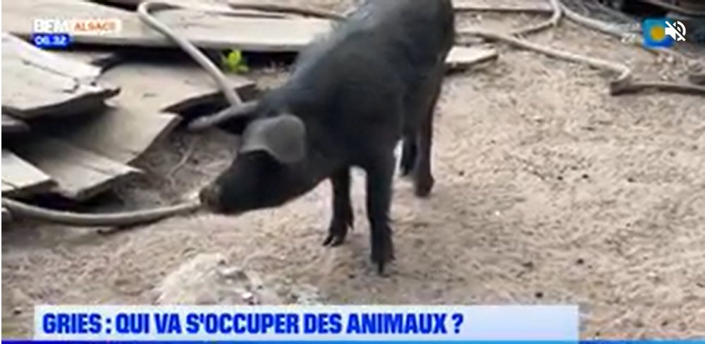 Bas-Rhin: Une ferme est à l’abandon dans le village de Gries, dans le Bas-Rhin, depuis que leur exploitant est en prison depuis trois mois. Le maire qui s'occupait des bêtes pour qu'elles ne meurent pas de faim a décidé d'arrêter de les nourrir pour dénoncer une impasse