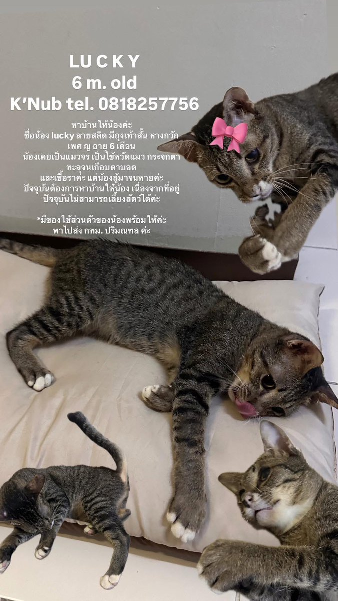 catperson020723's tweet photo. ❌เคสฝากแชร์
น้อง #หาผู้อุปการะ อยู่นะคะ ฝากเอ็นดูน้องหน่อยน้า
เจ้าของเคสช่วยสุดใจ รอบ้านใหม่ให้น้องอยู่นานแล้ว แต่ยังไม่เจอบ้านที่ใช่เลย
📌ฝากแชร์ให้น้องหน่อยน้า🥺
#แมวหาบ้าน #แมวจร #catforadopt https://t.co/DV2a4mkraL