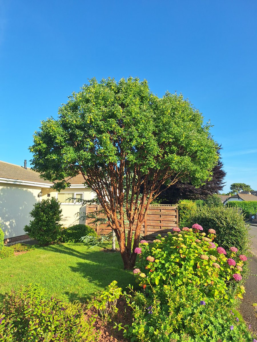 NewWoodTrees's tweet photo. A beautiful multistem Acer griseum (Paperbark Maple) for #thicktrunktuesday https://t.co/47sh1Qpwgc
