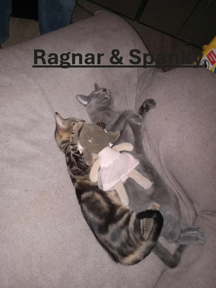 Finally found homes for some of my kitty fosters. May you always land on your feet Bubba, Spanky and Ragnar! #CatsOfTwitter #CatsOnTwitter