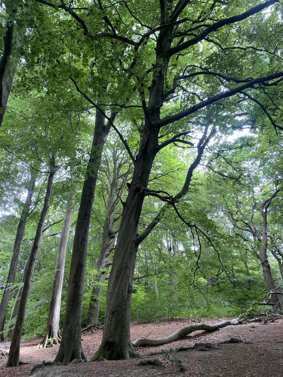 🌳🌳🌳 #woodland #trees