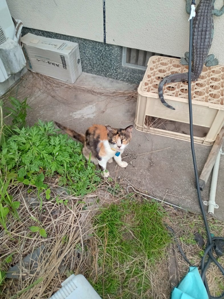 Toyosiri's tweet image. 動物愛護センター大分　で見て貰って　消毒液を塗りたくって栄養分が豊富な食べ物や何時ものキャットフードを挙げたら元気に成り、傷も回復しました!
暑くなったので百均のペット用ハサミで大人しく首周りを切らせてくれたﾏｲﾄ
やはり爪切りと同じで慣れてた( ・ὢ・ )
捩るだけですね( ・∇・)