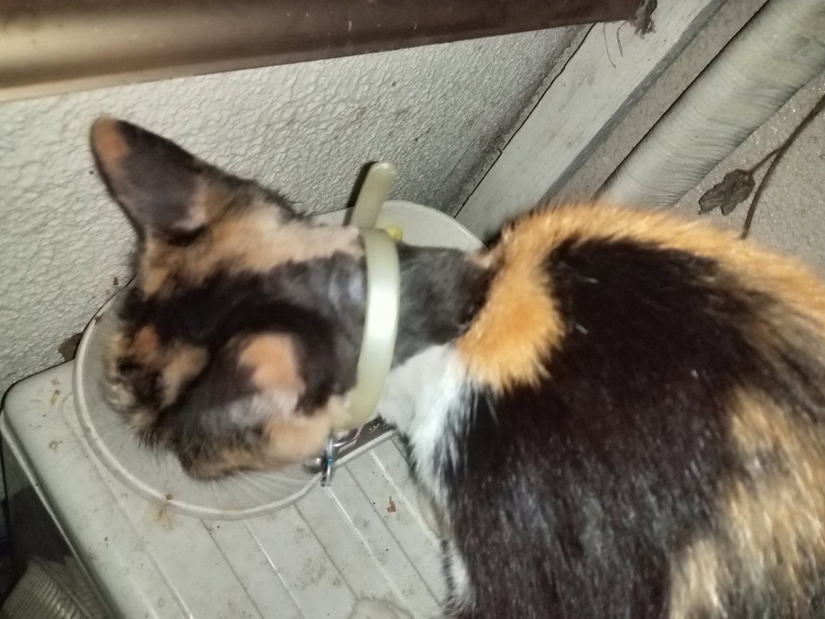 Toyosiri's tweet image. 動物愛護センター大分　で見て貰って　消毒液を塗りたくって栄養分が豊富な食べ物や何時ものキャットフードを挙げたら元気に成り、傷も回復しました!
暑くなったので百均のペット用ハサミで大人しく首周りを切らせてくれたﾏｲﾄ
やはり爪切りと同じで慣れてた( ・ὢ・ )
捩るだけですね( ・∇・)