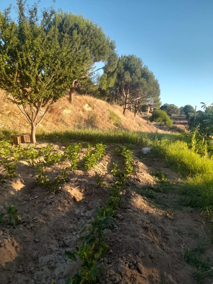 ZbydeSahn's tweet photo. Alanımda 228 siralma ile mülakat çalışmam gerekirken tarlada çalışıyorum.🤦‍♀️ https://t.co/y770OwwU3x