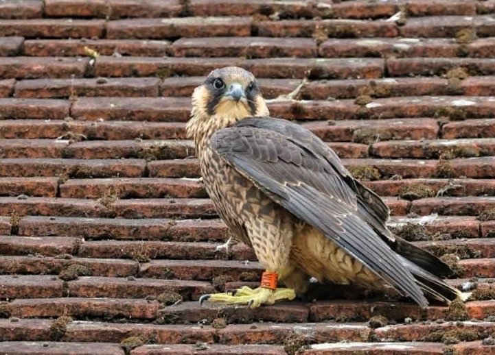 Sharon Towning tweet media