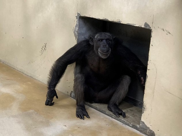 先ほどナナの多摩動物公園への到着をお伝えしたばかりですが、まるで