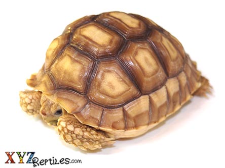 XYZReptiles tweet media