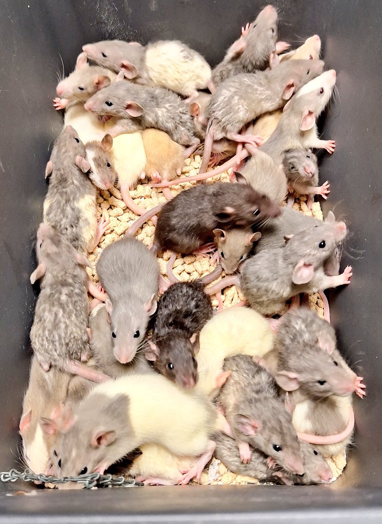 マウス - Search / X